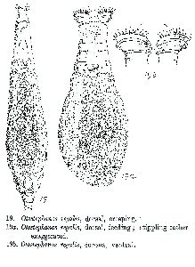 Milne, W (1916): Journal of the Quekett Microscopical Club (ser. 2) 13 p.171, pl.14, fig.19